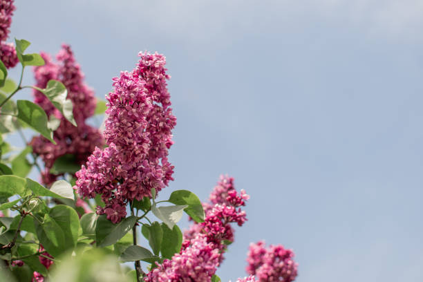 Lilac (Syringa) branches with blossom gentle purple flowers on blue sky background