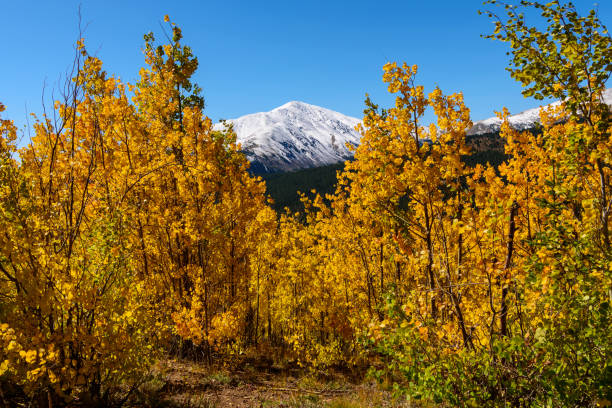 Aspen trees in autumn embrace snow-capped peaks.