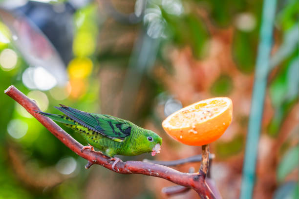 Princess Parrot (Polytelis alexandrae) in Bloedel Conservatory in Vancouver City