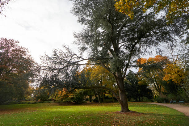 istock Autumn Serenity in the Park 2175705530