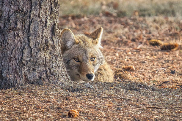 Closeup of coyote laying on the ground low angle view fall