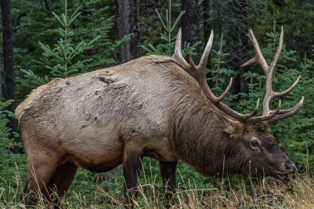 istock Closeup of large bull elk during rut feeding side view 2175705678