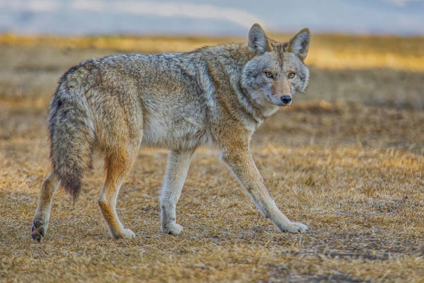 istock Closeup side view of coyote hunting in fall 2175705692