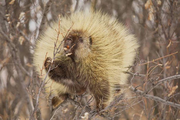 Porcupine in Wild Field