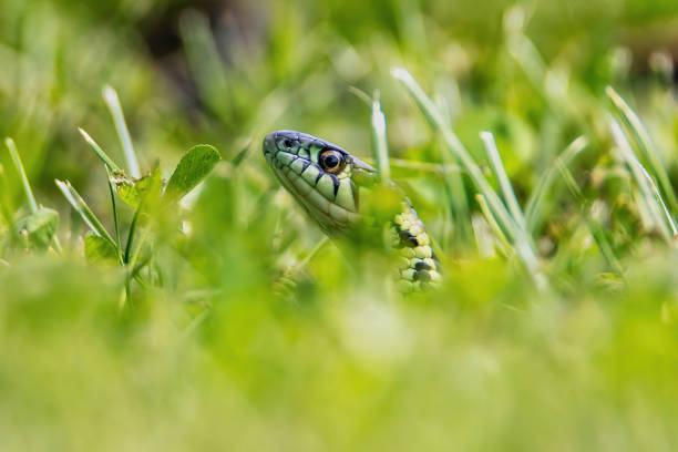 istock Garter snake hiding in the grass with head showing low angle view closeup 2175708572