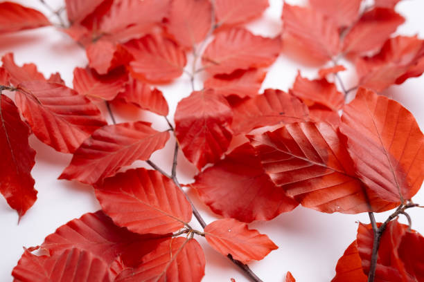 Leaves on a branch on an autumn day