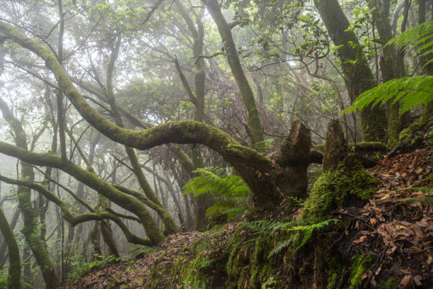 istock Moss-covered trees in the misty, mystical cloud forest on La Palma, Canary Islands 2175710087