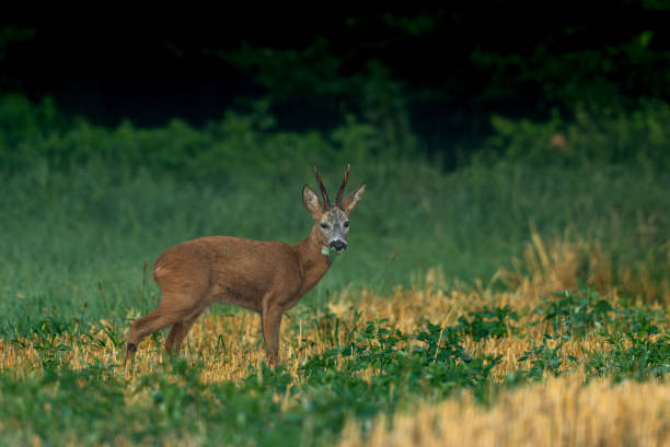 istock Strong male red deer (Capreolus capreolus) 2175710240