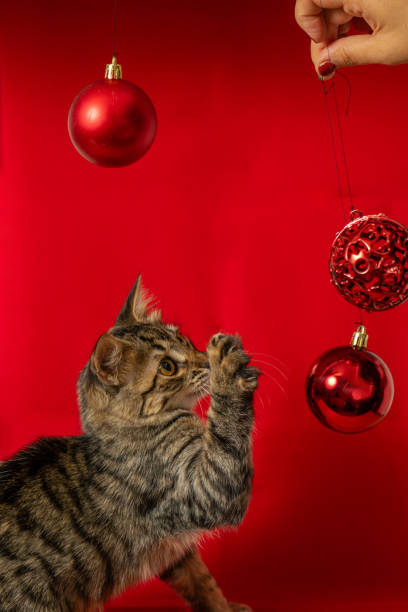 istock A playful kitten reaches for Christmas ornaments. 2175712264