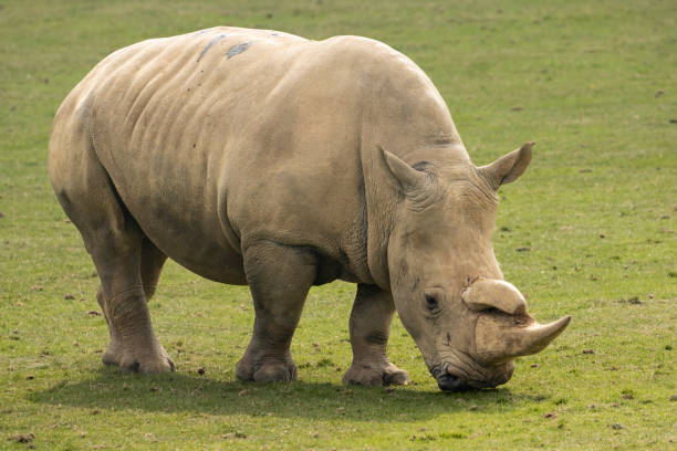istock Southern white rhino 2175713058