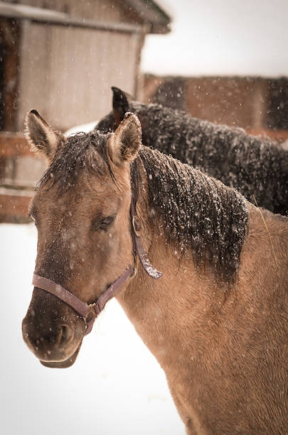 Horse standing in snow in winter
