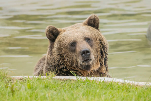 European brown bear playing in the water