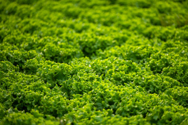 Fresh lettuces grown in the garden
