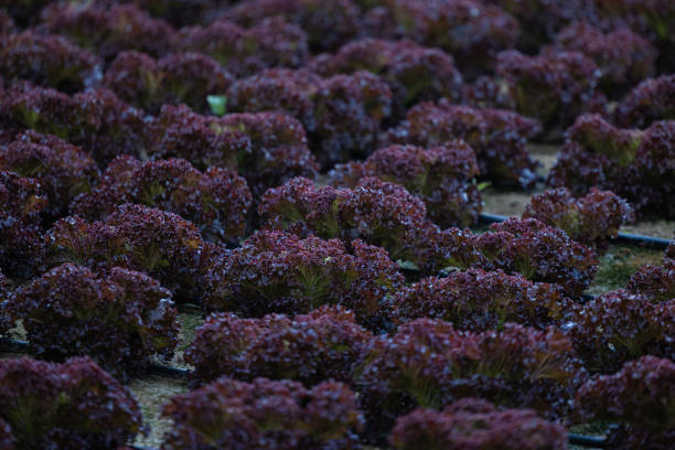 Fresh lettuces grown in the garden