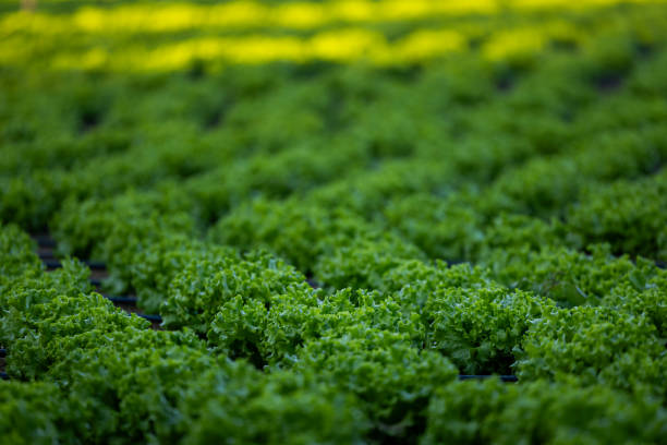 Fresh lettuces grown in the garden