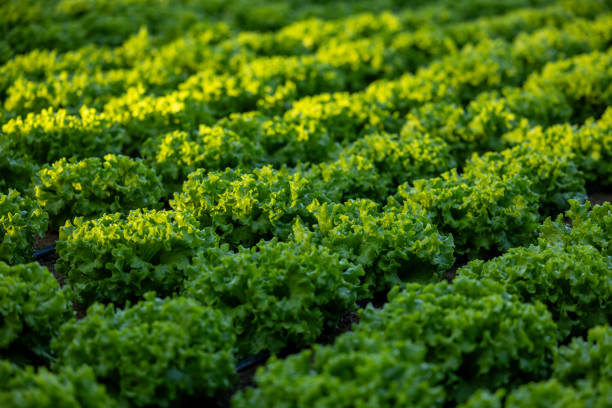 Fresh lettuces grown in the garden