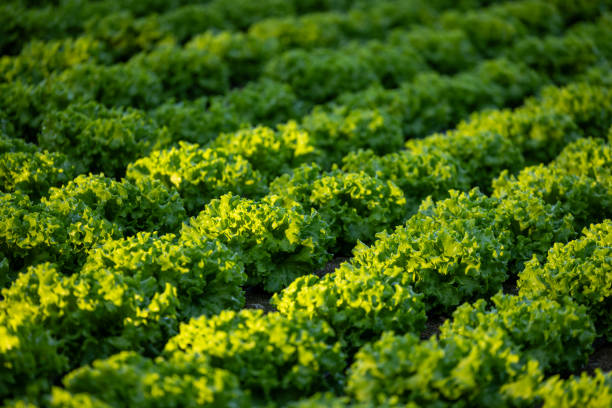 Full frame of fresh lettuce growing in a greenhouse.