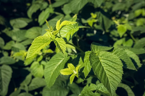 istock A beautiful background of green leaves from a raspberry bush 2175714741