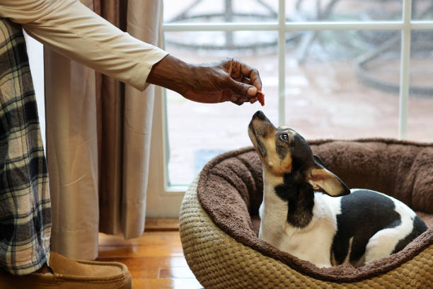 istock A black man feeding a dog  food 2175715419