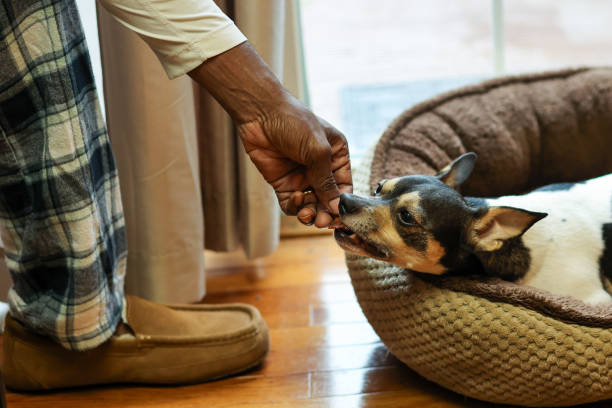 istock A black man feeding a dog  food 2175715420