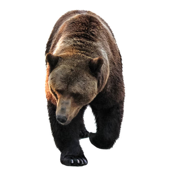istock Brown Bear walking in front of white background. 2175716801