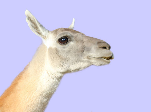 istock Funny llama teeth smiling close-up on purple background 2175716820