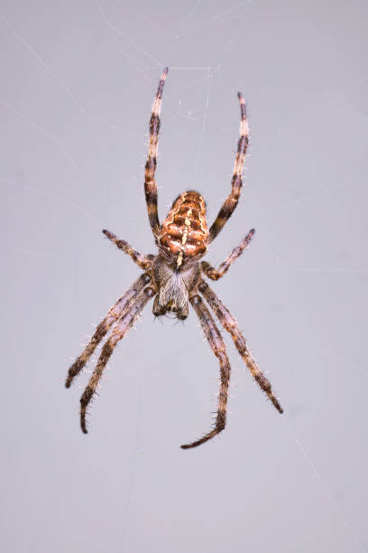 istock Close-up of a spider on its web 2175717591