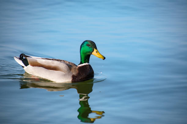 istock Green-headed duck swimming in the lake 2175718009