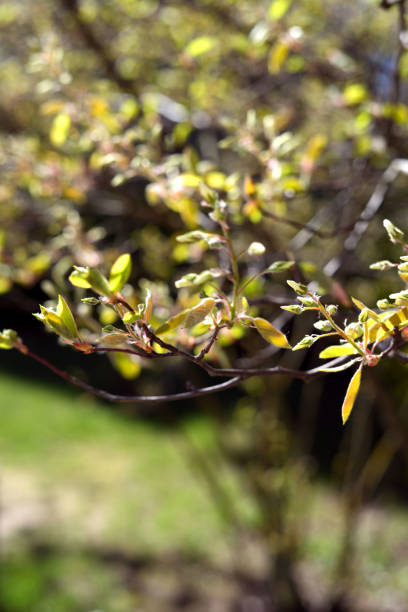 tree, nature, season, spring, springtime, green, leaf, park, landscape, outdoor, sunlight, sunny, environment, day, bloom, foliage, background, botanical, wood, sun, rural, summer, plant, blossom