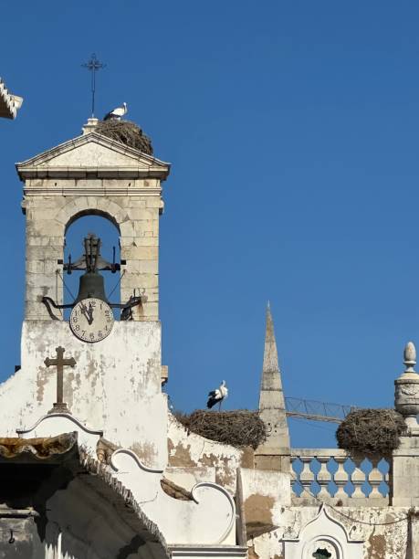 istock Nesting storks Faro Portugal 2175720801