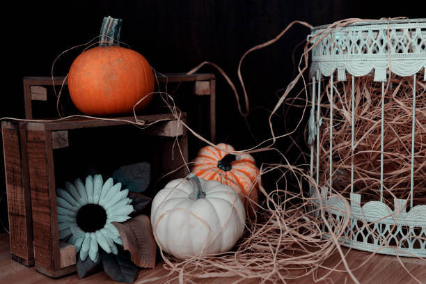 three pumpkins concept photo studio shoot