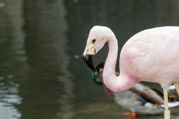 Close-up of flamingos feeding in the water