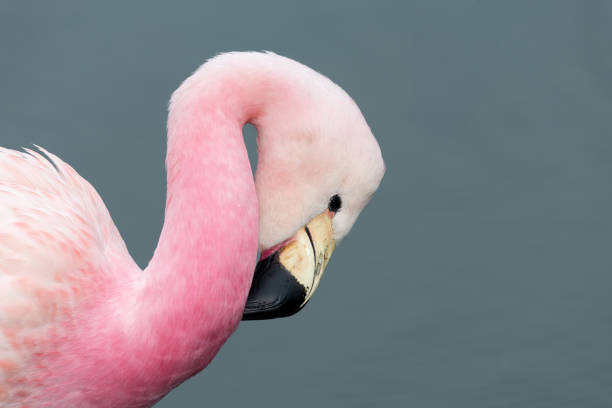 Head shot of an Andean flamingo (phoenicoparrus andinus)
