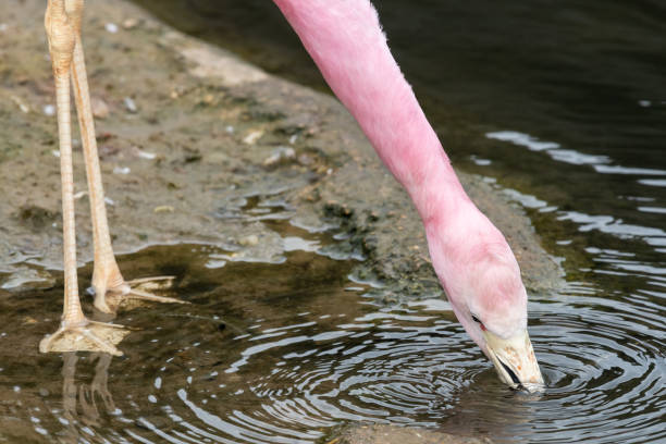 Close up of an Andean flamingo (phoenicoparrus andinus) feeding in the water