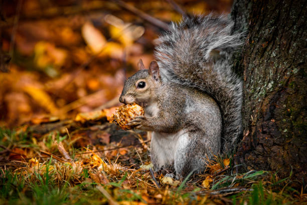 Squirrel holding and peeling a walnut in front of fallen autumn leaves.