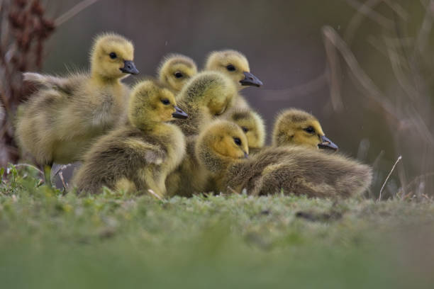 Young goslings huddled together on the ground closeup low angle view