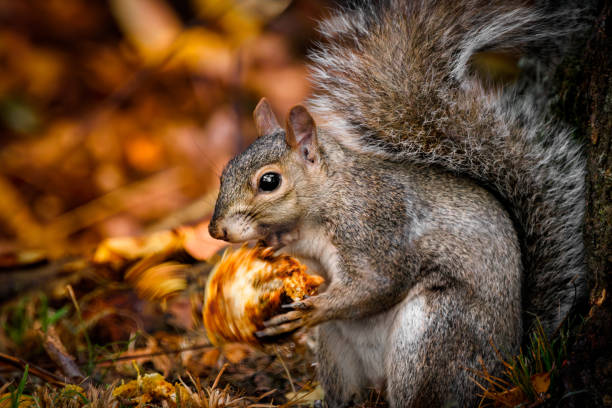 Squirrel holding and peeling a walnut in front of fallen autumn leaves.