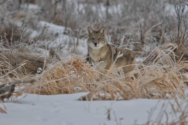 Coyote low angle view looking at camera in winter