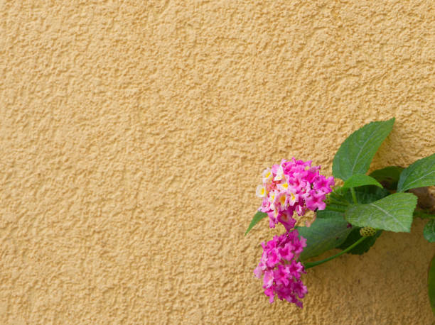 Lantana flower against wall yellow background
