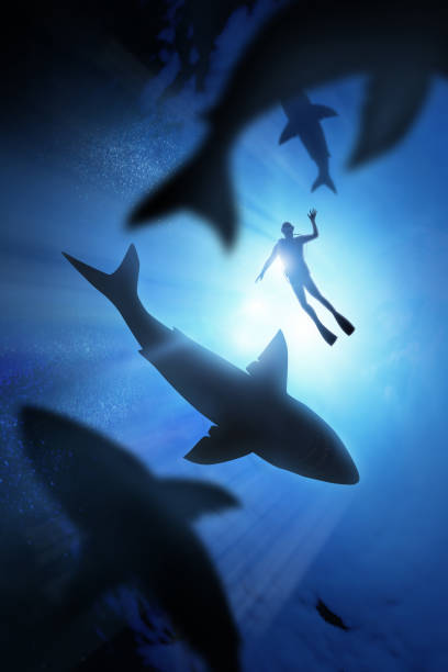 istock Diving With Great White Sharks In The deep Ocean 2175729163