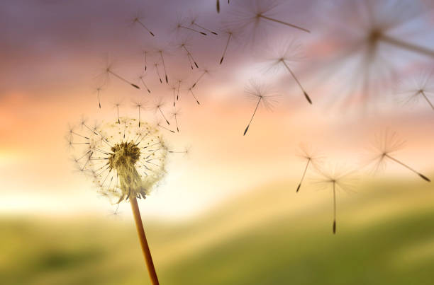 istock Dandelion Seeds Blowing In The Wind 2175729165