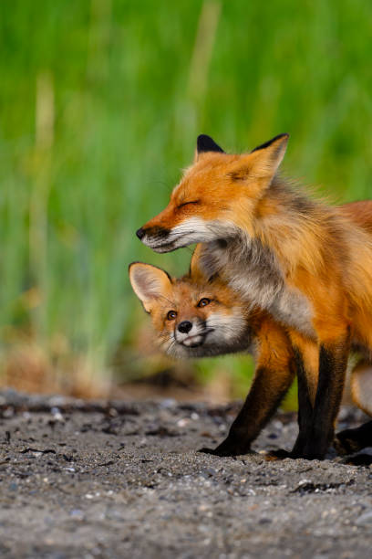 Red fox, vulpes vulpes, on the shore in summer, Quebec, Canada. Young fox looking tenderly at mother.