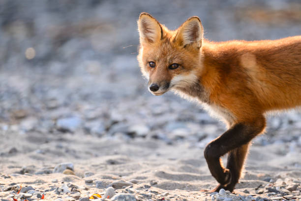 istock Red fox in the wild, close-up 2175730671