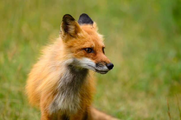 Red fox, vulpes vulpes, on the shore in summer, Quebec, Canada.