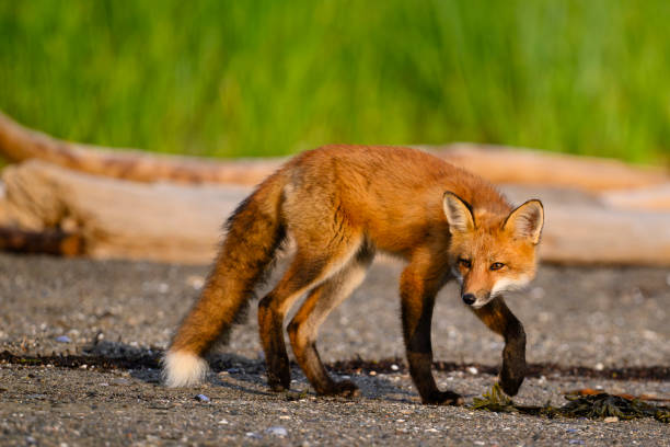 Playful red fox pup, only a couple of months old, curiously smelling purple lupine flowers in a springtime setting.