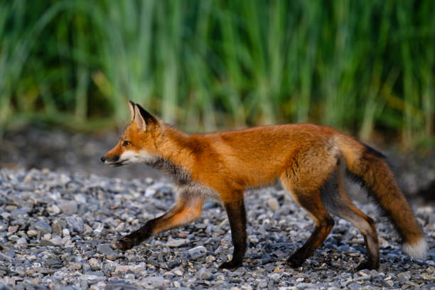 istock Red fox hunting in the wild 2175731677