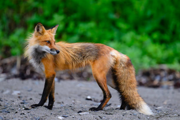 a mother fox plays with her kits in Big Sky, Montana