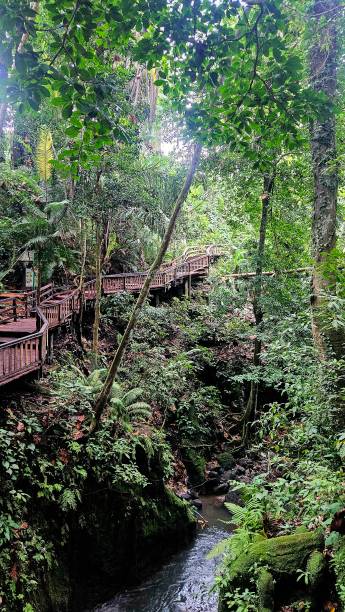 istock Tropical Jungle Ubud, Bali 2175733774