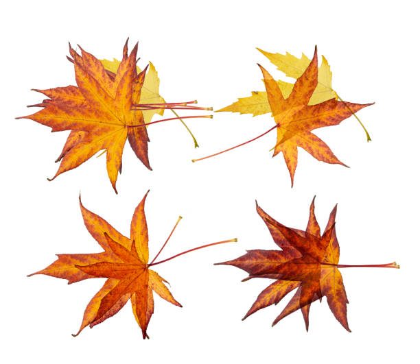 istock Autumn Leaf Isolated, Colored Autumn Tree Leaves, Red Orange Foliage, Yellow Fall Leaf 2175738764
