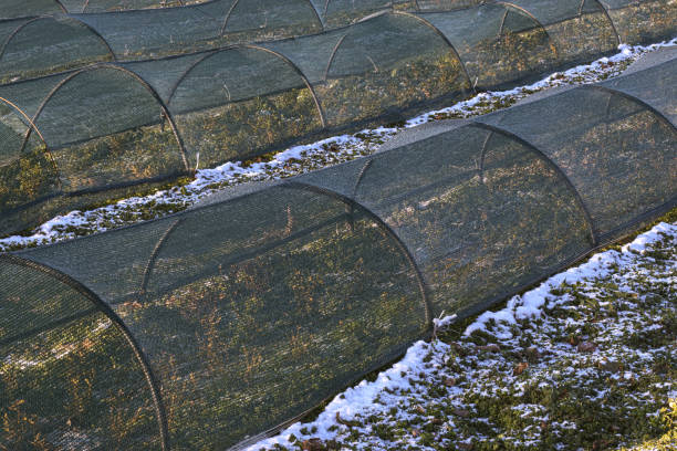 Growing berry crops in mesh tunnels. Winter, first snow
